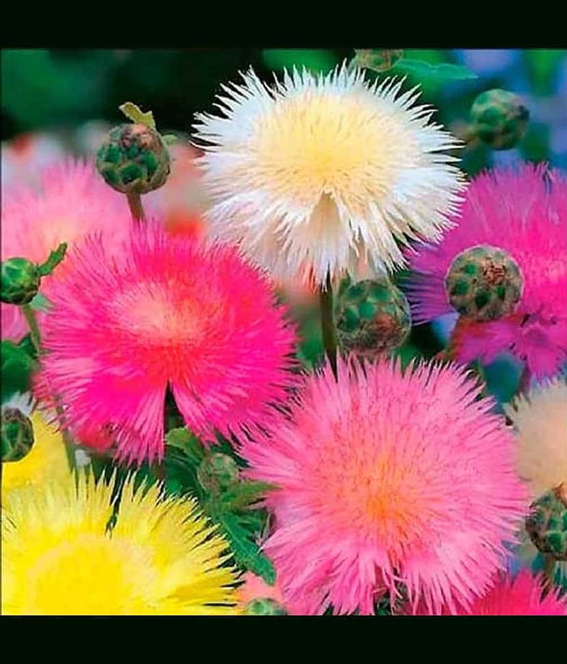 PARTHVA SEEDS Sweet William Flower ( 30 Seeds )