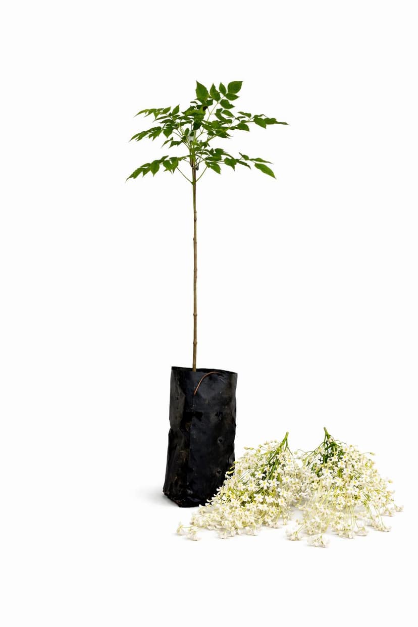 Maramalli Tree Sapling (Indian Cork Tree) | Live Plant | Night Flowering Fragrant Tree