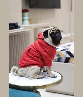 Baeship Studio Black Cotton Dog Large Jacket