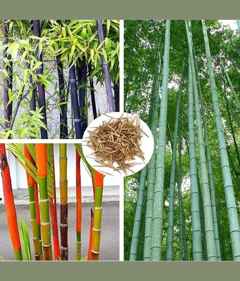 homeagro - Bamboo Bonsai Plant ( 20 Seeds )