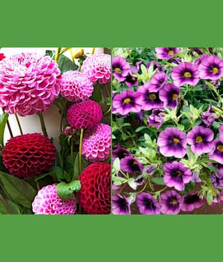 homeagro - Dahlia Mixed Flower ( 25 Seeds )