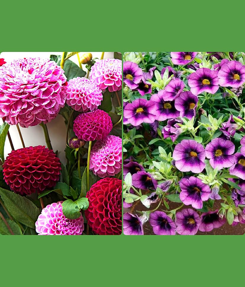 homeagro - Dahlia Mixed Flower ( 25 Seeds )
