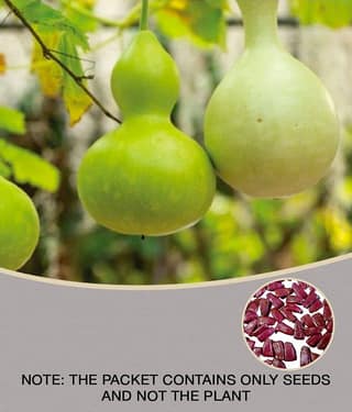 Bottle gourd round pack of 15seeds