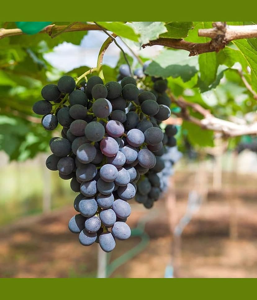 homeagro - Black Grape Fruit ( 20 Seeds )