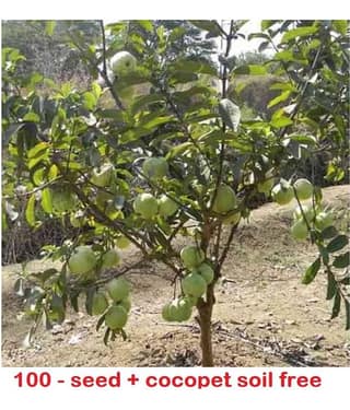 Rare Red Psidium Guajava/Guava Fruit Seeds | Pack of 100 with growing cocopeat