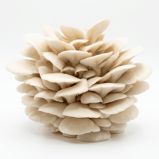 Oyster Mushroom Spawn (Pleurotus flabellatus) 2KG