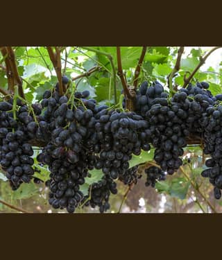 homeagro - Black Grape Fruit ( 20 Seeds )