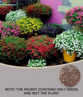 Flower Seeds : Petunia Best Pro Mix Flower Seeds Hybrid Flower Seeds For All Season Home Garden Plant Seeds Eco Pack Garden Plant Seeds By OhhSome