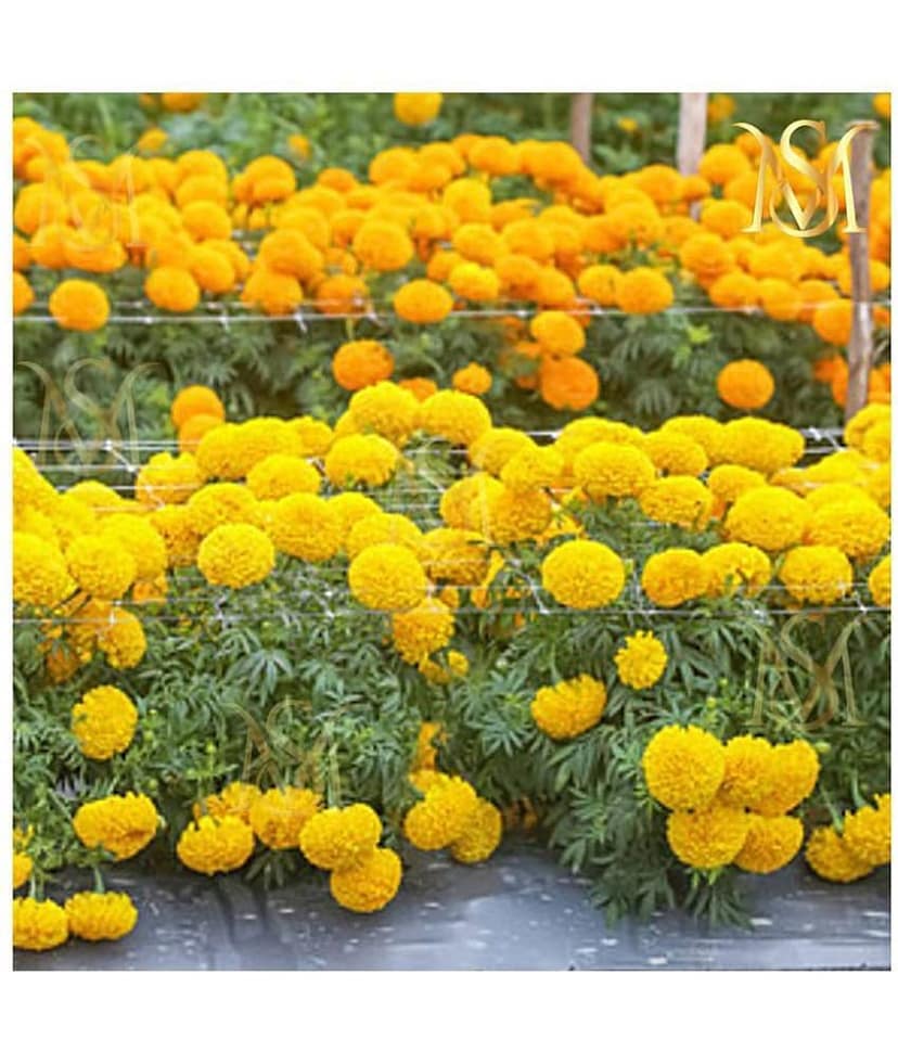sky star agro & co. - Marigold Flower ( 50 Seeds )