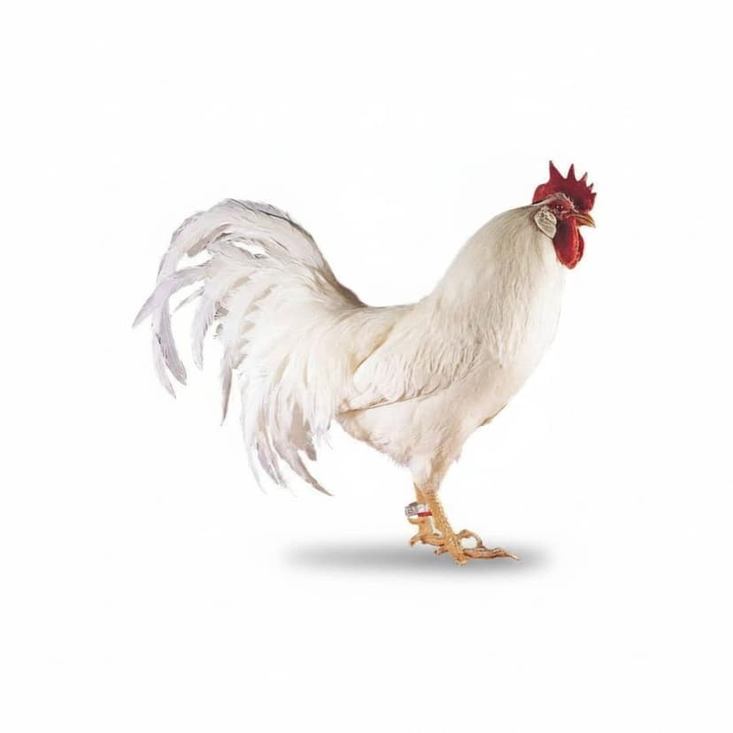Fresh Whole Chicken - 1 kg - One whole chicken