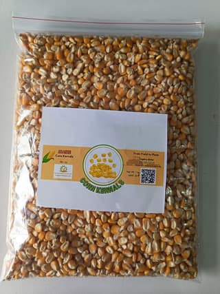 Maize Corn Kernels