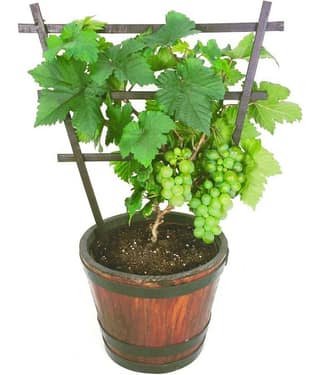 Grape Organic - 20 seed - Fruit Nutrient Vine Indoor Suitable Tree Seeds