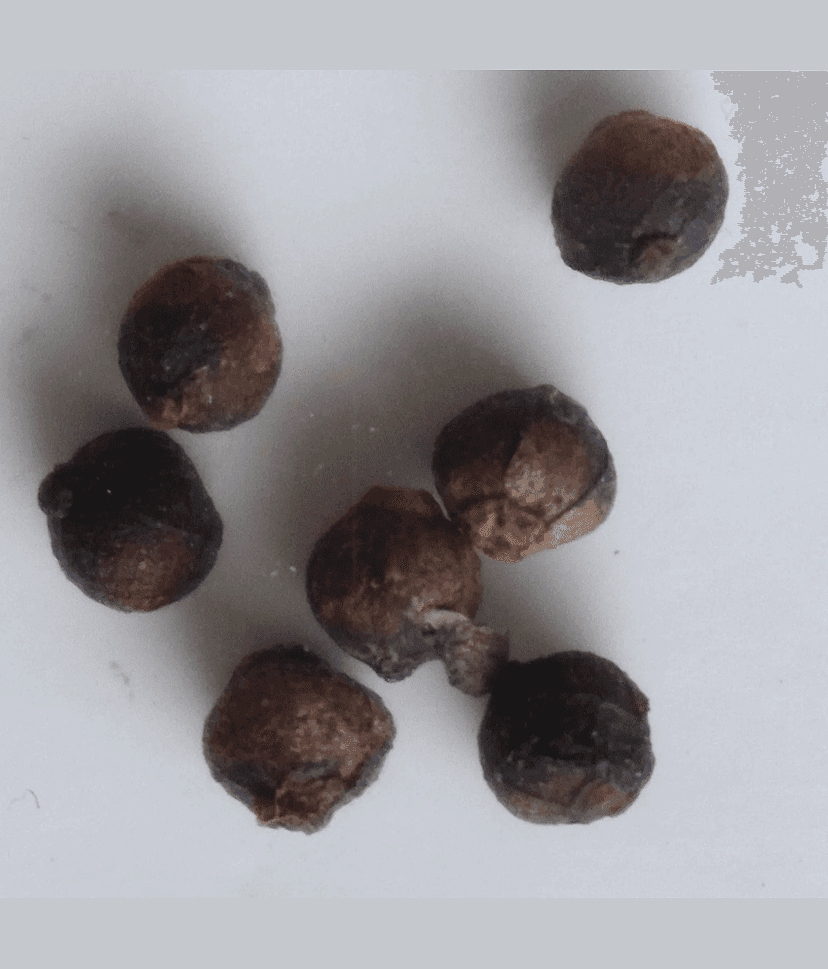 Malabar Spinach 15 Premium Vegetables Seeds view 2