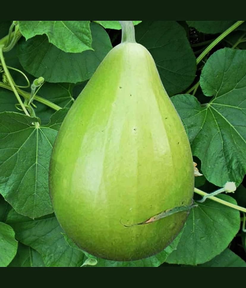 Jignisha Seeds Dudhi Vegetable ( 20 Seeds )