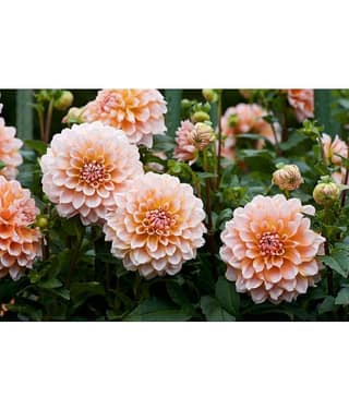 homeagro - Dahlia Mixed Flower ( 25 Seeds )