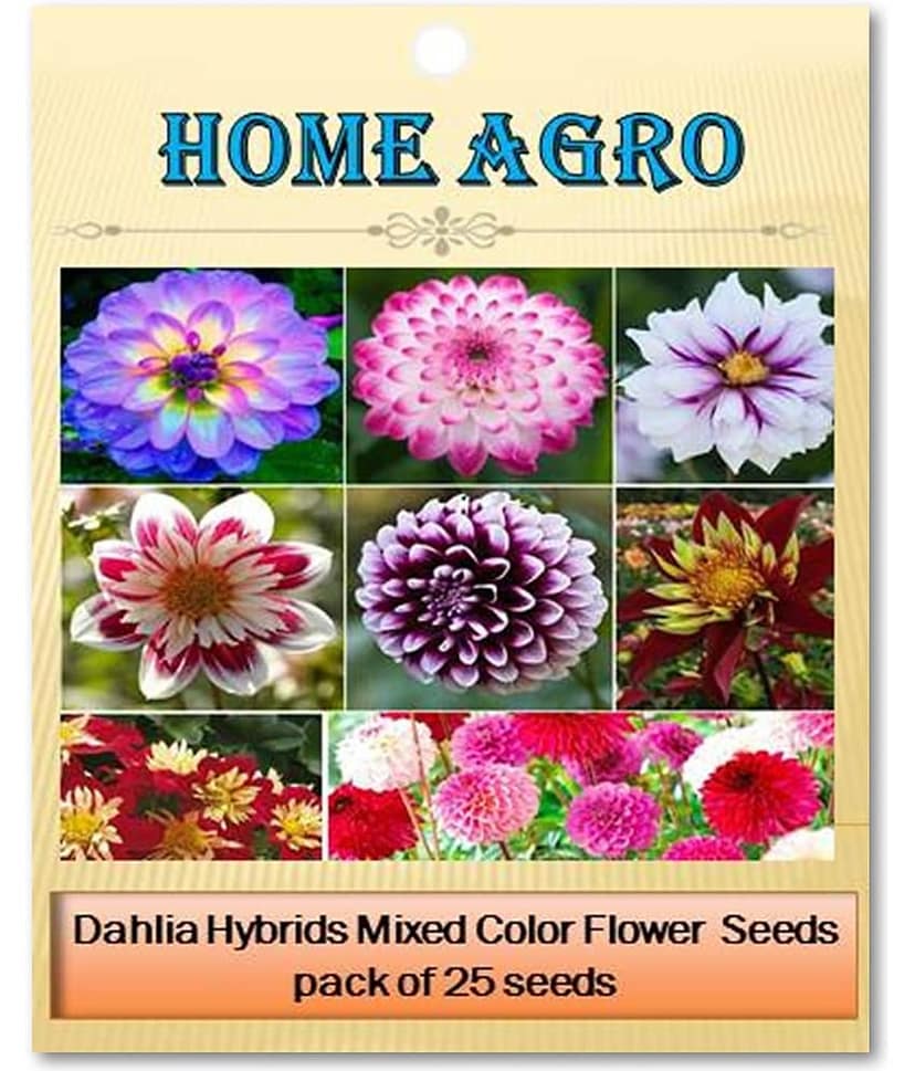 homeagro - Dahlia Mixed Flower ( 25 Seeds ) view 2