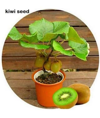 Kiwi Fruit Seeds Mini Kiwi Fruit Seed Flower Dwarf Plants For Home Garden 20 seeds