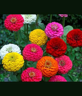 homeagro - Zinnia Mixed Flower ( 20 Seeds )