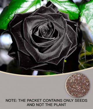 Mysterious Black Rose Flower Plant Seeds Beautiful Black Rose 20 seeds