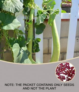 BOTTLE GOURD LAUKI LONG 20 SEEDS PACK WITH MANUAL