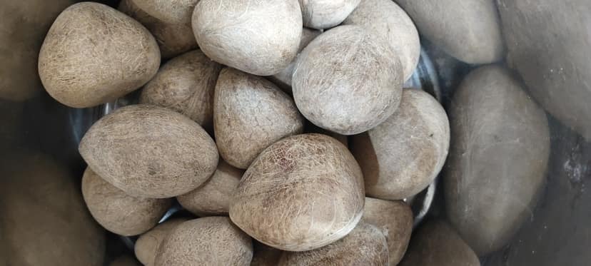 Kubri copra
