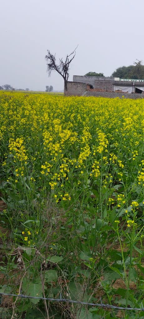 Premium Black Mustard Seeds (Kali Sarson) - Intense Flavor view 3