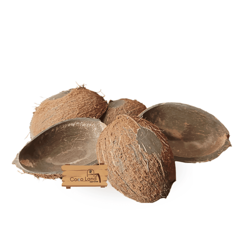Coco Land Coconut Shell Natural Oval Pot (LARGE SIZE Pack of 30) 250 ml Decorative Pots/Showpieces/Candle Making Bowl /Handicraft/Agro Craft