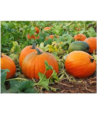 Organic Pumpkin Seeds ( 40 Seeds)