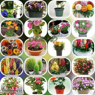 16 variety plant seeds for home garden flowers combo of 16 packets winter summer spring all season flower seeds