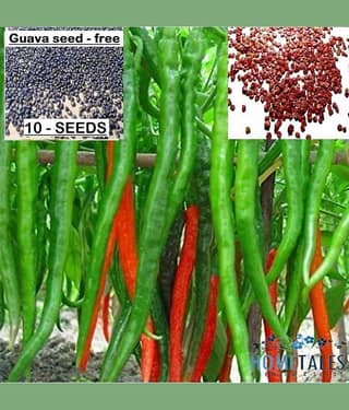 homeagro - Chilli Vegetable ( 50 Seeds )