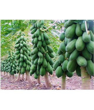 PAPAYA SEED - Honey Dew Papaya - organic seeds - (50 per packet) + Instruction Manual