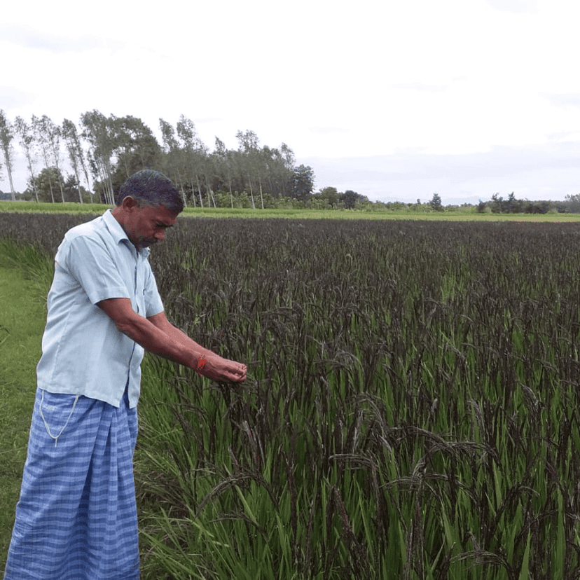 Kalanamak Rice (30Kg Bag) view 4
