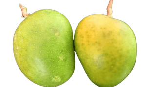 "Fresh, Organic Ataulfo Mangos - Sweet & Juicy Tropical Fruit - 1 Kg"