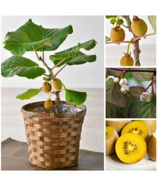 Indoor Dwarf Kiwi Fruit Seed for Growing 30 Seeds/Bag