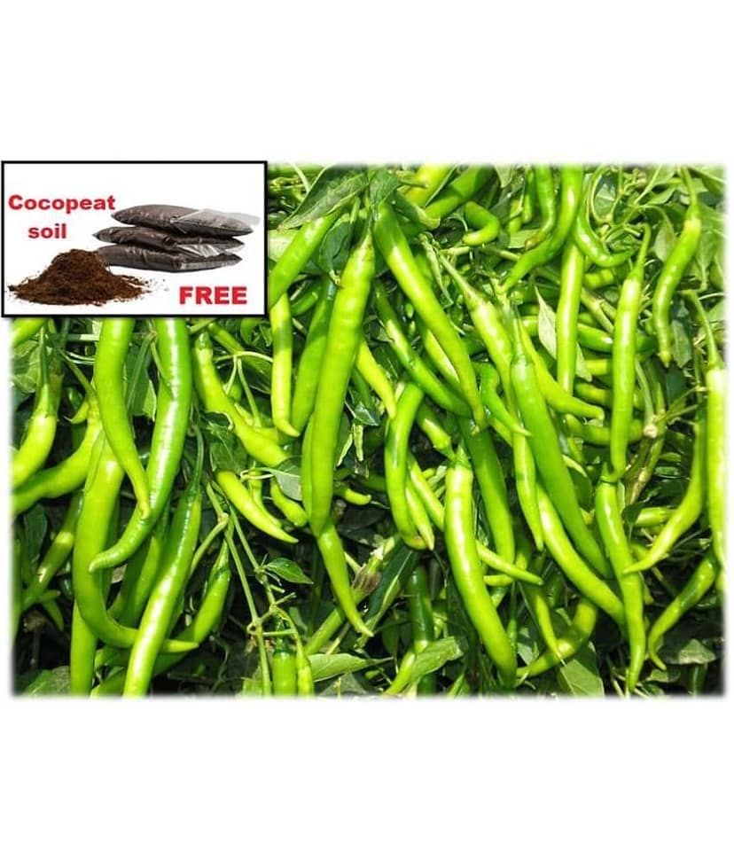 hybrid Green Chilli Seeds | Pack of 50 seeds + cocopeat soil free