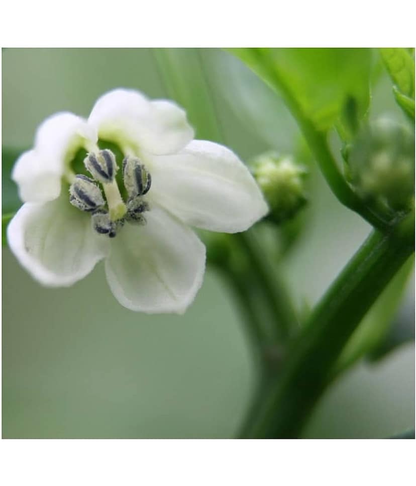 hybrid Green Chilli Seeds | Pack of 50 seeds + cocopeat soil free view 2