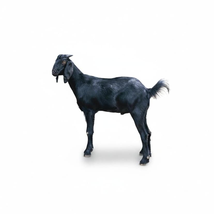 Live Goat - 10 kg - One live goat view 3