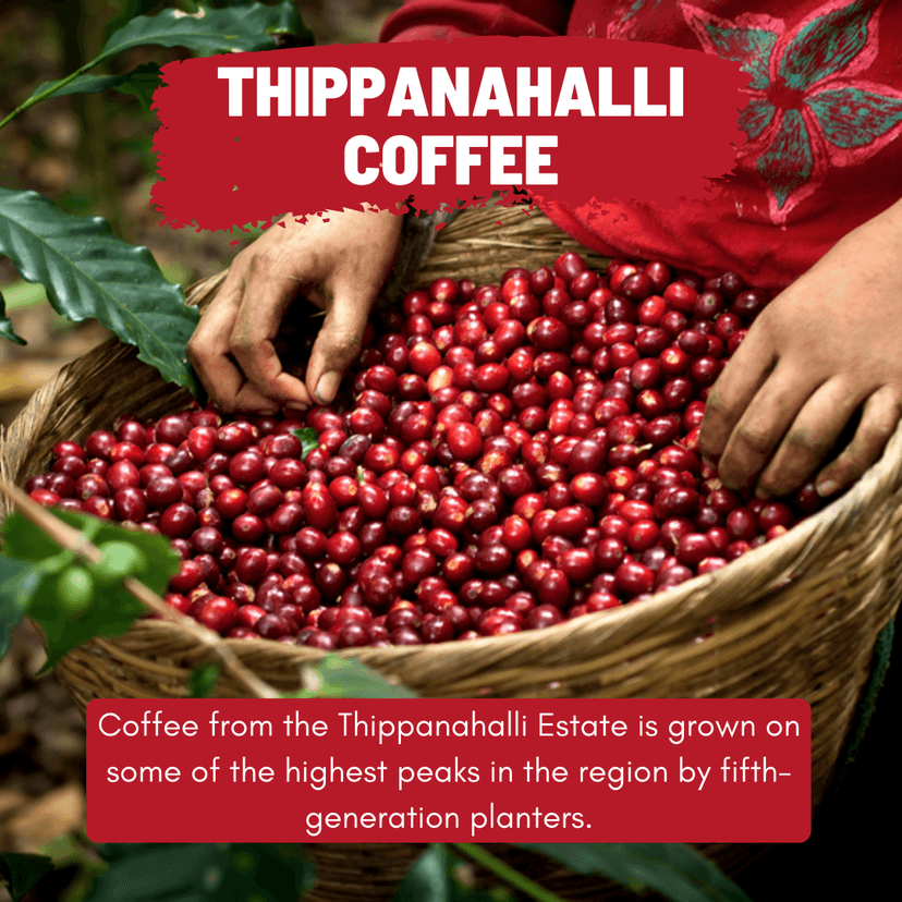 Thippanahalli Estate Coffee view 3