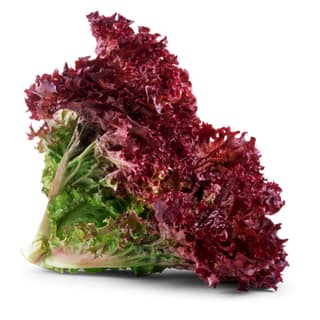 Hydroponic Lollo Rosso Lettuce 100 Gms