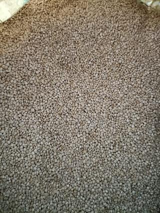 Quinoa