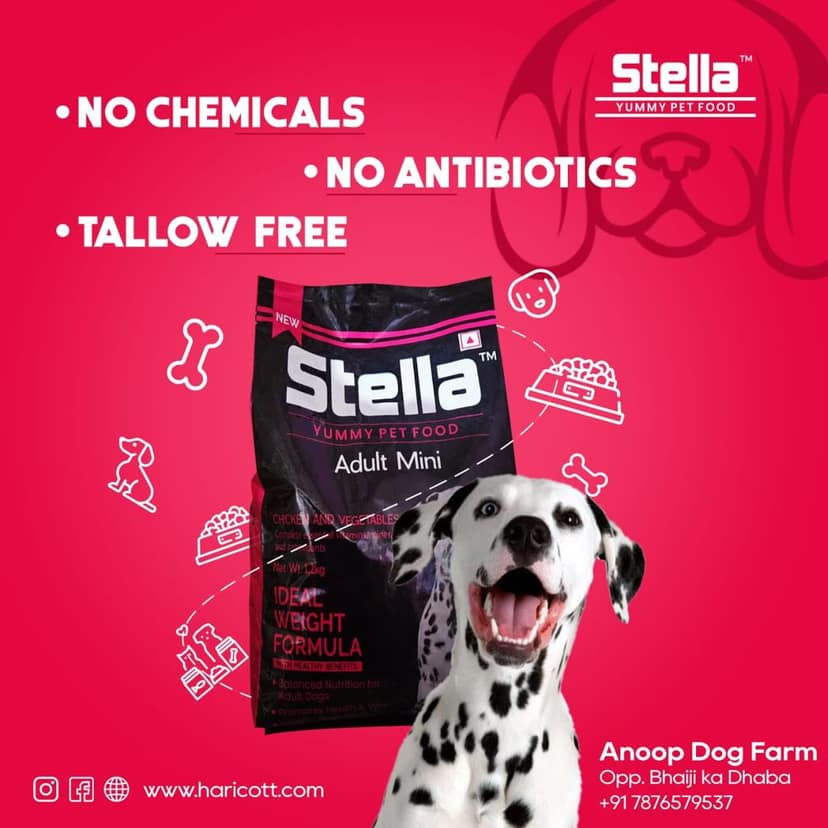 STELLA stella yummy pet food 1.2 kg Dry Adult Dog Food view 3