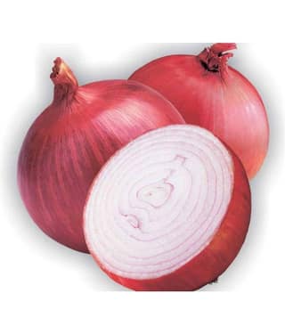 Indous Agriseeds Indo Us Roal Red Onion Seed (500 per packet)