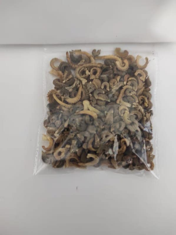 NSC Calendula Officinalis Orange Gitana Flower seed view 3