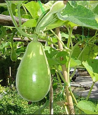 Jignisha Seeds Indian Round Gourd Vegetable ( 15 Seeds )