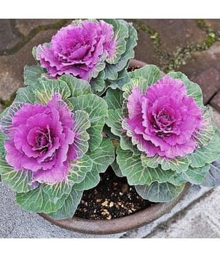 Flowering Kale Seeds Pack Of 30 Seeds