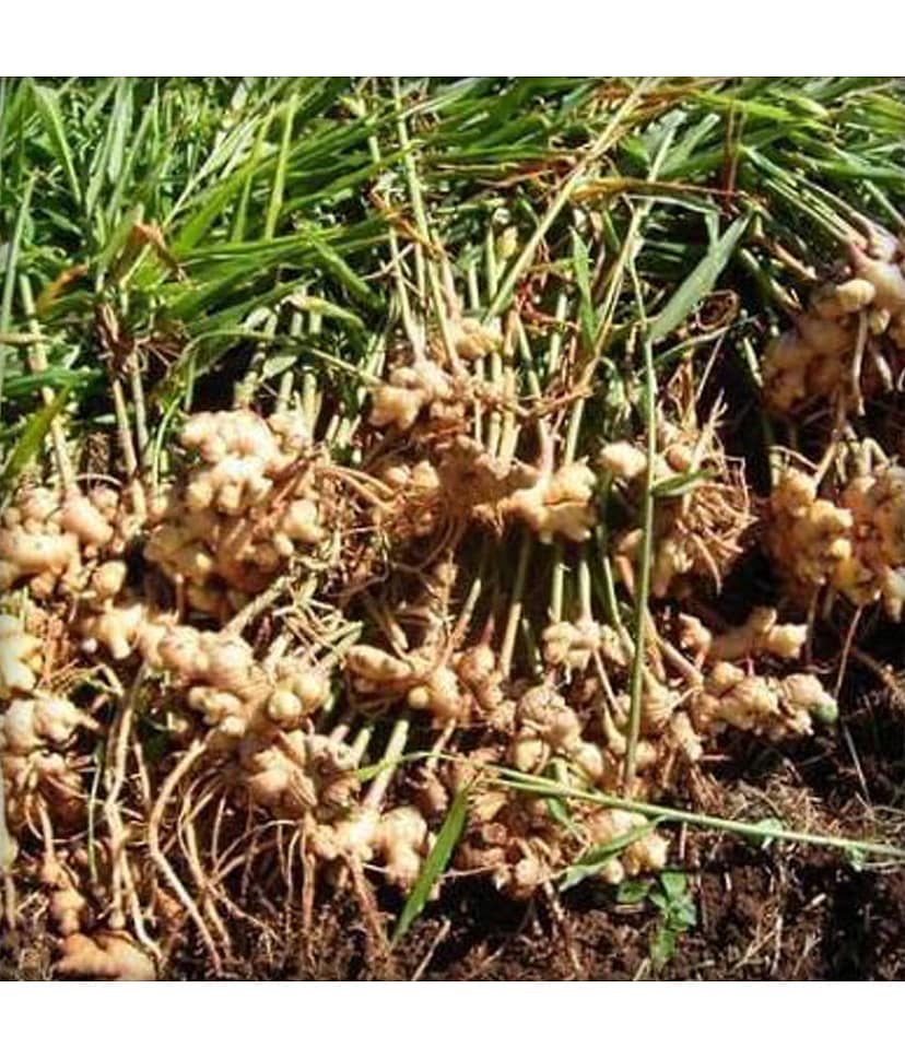Ekgaon Ginger Powder(Adrak) 50 gm view 3