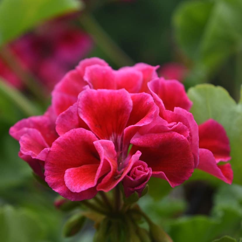 Geranium Hydrosol Face Mist Toner view 4