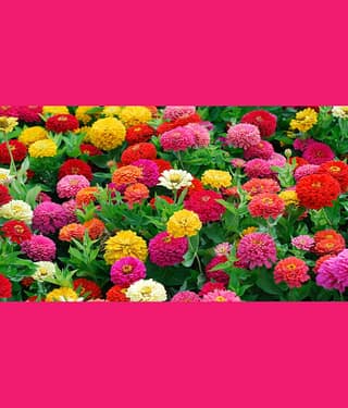 homeagro - Zinnia Mixed Flower ( 20 Seeds )