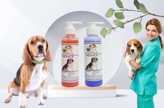 SWACCH Premium Shampoo for Beagle (200ML) (Combo Pack of 2) Strawberry & Lavender