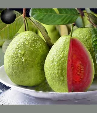 Dwarf Sweet White Guava/Psidium guajava Fast Growing 100 seeds with cocopeat soil